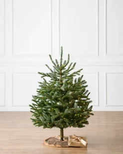 Balsam Hill Baby Nordmann Artificial Tabletop Christmas Trees New