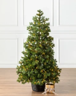 Balsam Hill Baby Yukon Spruce® Potted Trees Clearance