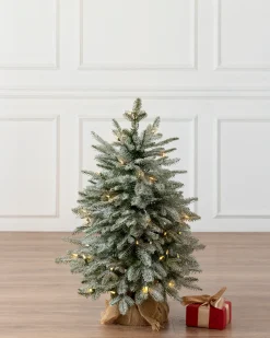 Balsam Hill BH Frosted Balsam Fir® Tabletop Trees Clearance
