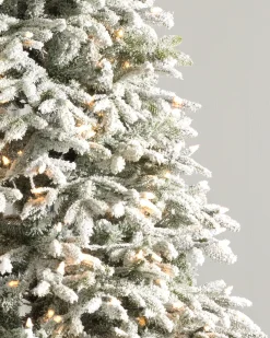 Balsam Hill BH Frosted Fraser Fir® Trees Discount