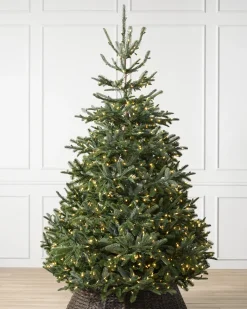 Balsam Hill BH Nordmann Fir Trees Online