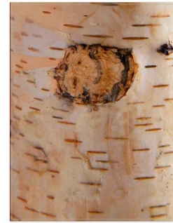 Balsam Hill Birch Miracle Flame LED Candles