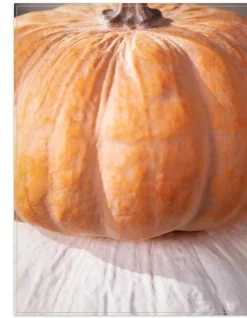 Balsam Hill Fairytale Pumpkins Outlet