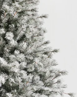 Balsam Hill Frosted Sugar Pine Trees New