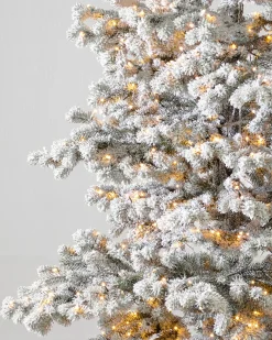Balsam Hill Frosted Yukon Spruce Trees Clearance