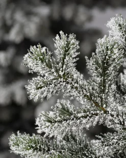 Balsam Hill Frosted Yukon Spruce Trees Clearance
