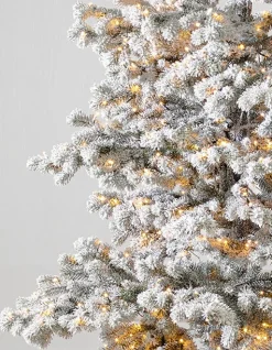 Balsam Hill Frosted Yukon Spruce Trees Clearance