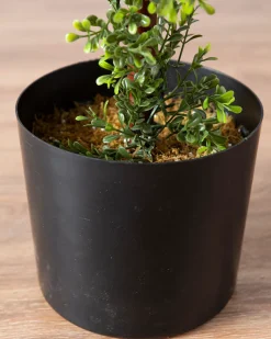 Balsam Hill Outdoor Boxwood Artificial Christmas Topiaries Clearance