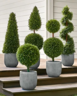 Balsam Hill Outdoor Cypress Artificial Christmas Topiaries Outlet