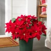 Balsam Hill Outdoor Lit Poinsettia Celebration Foliage Discount