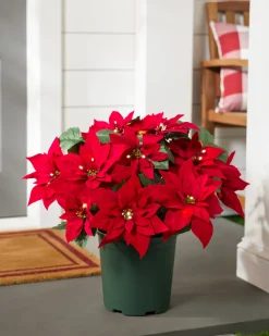 Balsam Hill Outdoor Lit Poinsettia Celebration Foliage Discount