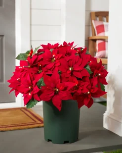 Balsam Hill Outdoor Lit Poinsettia Celebration Foliage Discount