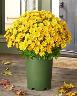Balsam Hill Outdoor Sunset Mums Foliage New