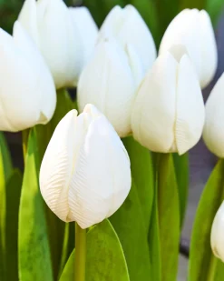 Balsam Hill Outdoor Tulip Garden Foliage Sale