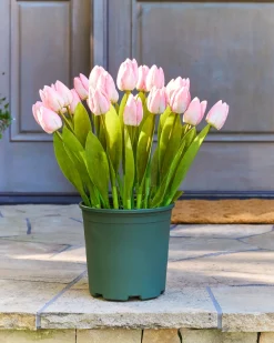 Balsam Hill Outdoor Tulip Garden Foliage Sale