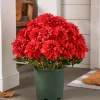Balsam Hill Outdoor Vibrant Dahlias Foliage Clearance