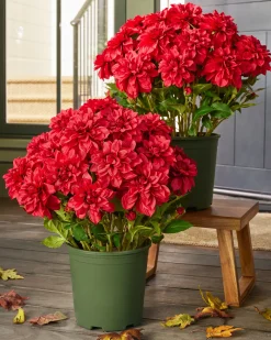 Balsam Hill Outdoor Vibrant Dahlias Foliage Clearance