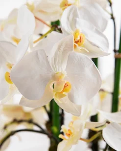 Balsam Hill White Phalaenopsis Orchids Foliage Sale