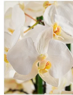 Balsam Hill White Phalaenopsis Orchids Foliage Sale
